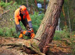 How Our Tree Care Process Works  in  Eagleview, PA